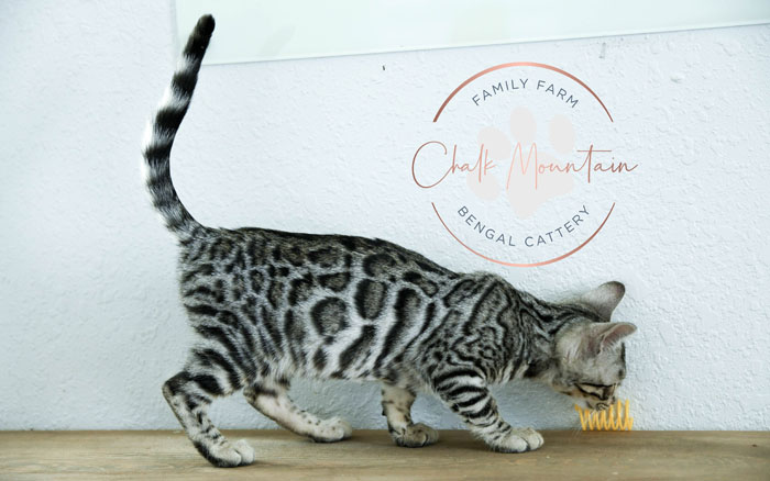 bengal kitten for sale